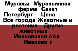 Муравьи, Муравьинная ферма. Санкт-Петербург. › Цена ­ 550 - Все города Животные и растения » Другие животные   . Ивановская обл.,Иваново г.